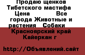 Продаю щенков Тибетского мастифа › Цена ­ 45 000 - Все города Животные и растения » Собаки   . Красноярский край,Кайеркан г.